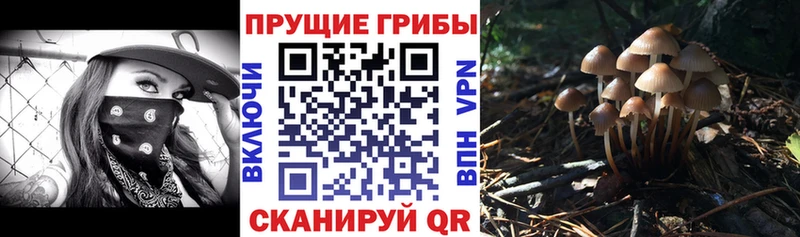 OMG онион  сколько стоит  Жиздра  Псилоцибиновые грибы Psilocybe 