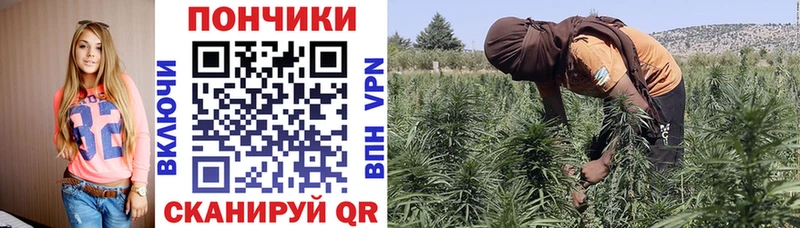 где купить наркотик  Жиздра  Бошки Шишки гибрид 